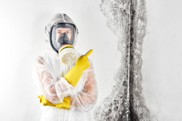 Mold Removal for HVAC Installations in Kentfield, CA